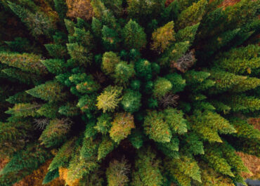 Direttiva REDIII: l’Ue scrive il futuro delle biomasse legnose