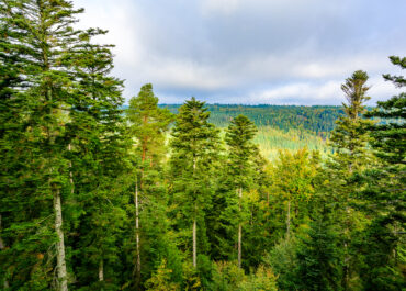 Foreste e approvvigionamento legnoso: Bioenergy Europe fa il punto