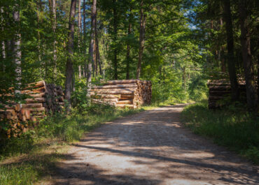 Semplificazione burocratica in arrivo per le operazioni boschive ordinarie