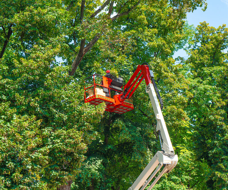 Verde urbano e rifiuti legnosi: End of Waste come unica via?