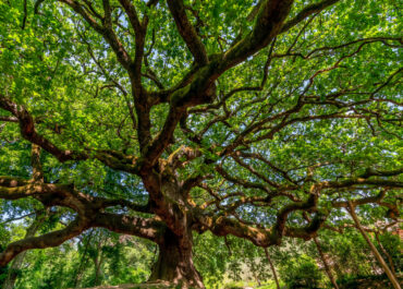 Toscana: al via due bandi per la gestione forestale sostenibile e la manutenzione straordinaria della viabilità forestale