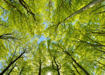 Il riscaldamento a biomassa in Italia: i numeri del Rapporto Statistico di AIEL per il 2023