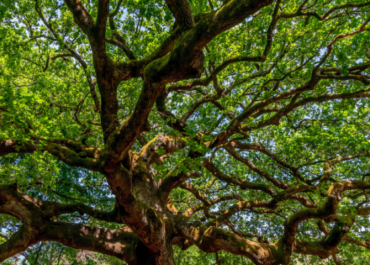 IL PROGRAMMA EVENTI AIEL A PROGETTO  FUOCO 2026