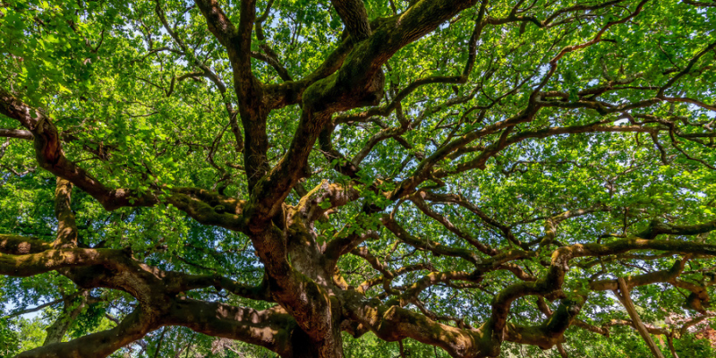 PROGRAMMA EVENTI AIEL A PROGETTO FUOCO 2026