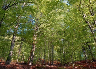 Filiera forestale certificata: a Cappella Maggiore un incontro tecnico tra istituzioni e operatori