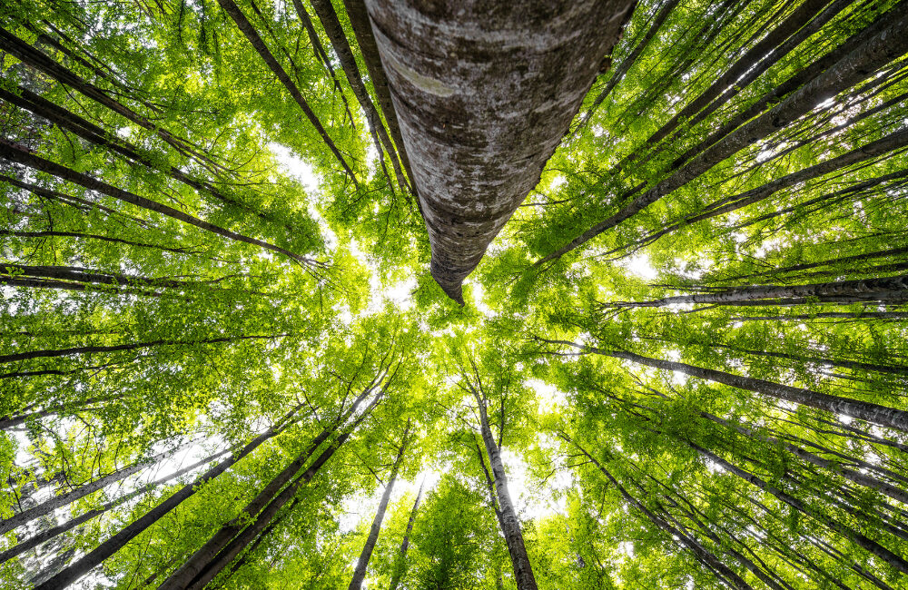 giornata internazionale delle foreste