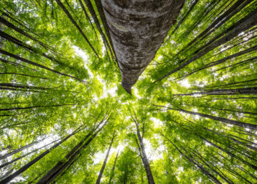 Giornata Internazionale delle Foreste: AIEL, filiera legno-energia chiave per gestione sostenibile, indipendenza energetica e lotta al caro energia