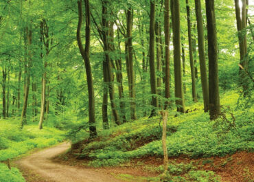 Filiera forestale certificata: a Cappella Maggiore un incontro tecnico tra istituzioni e operatori