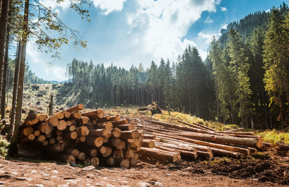 certificazioni biomasse legnose
