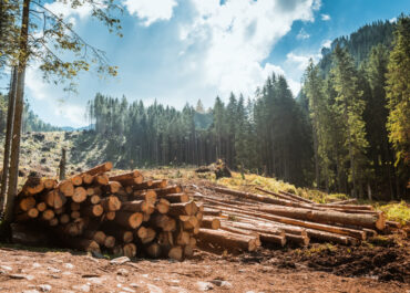 Certificazioni biomasse legnose: differenze tra qualità, sostenibilità e tracciabilità