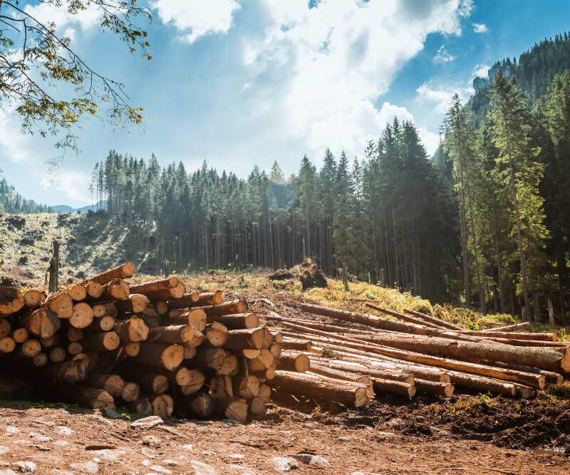 certificazioni biomasse legnose