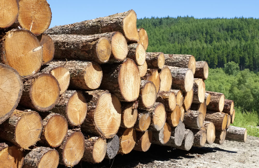 Filiera bosco legno energia