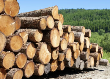 Filiera bosco legno energia: il ruolo contro crisi e povertà energetica