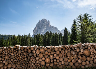 Bosco legno energia: come stanno le filiere